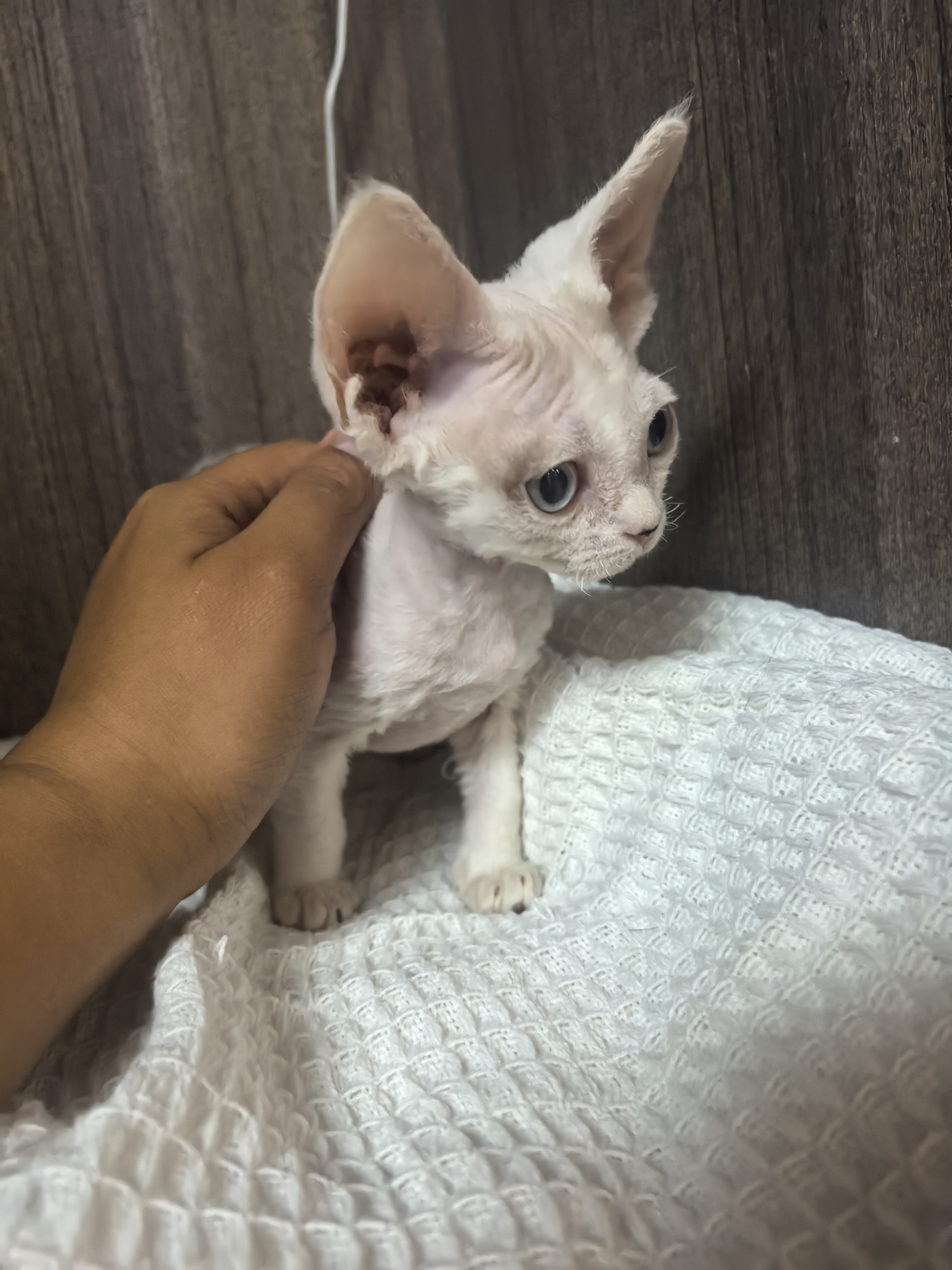 德文卷毛猫 蓝眼睛 稀有淡化咖白樊 妹妹999